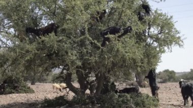 Ağaç tırmanma keçi Fas
