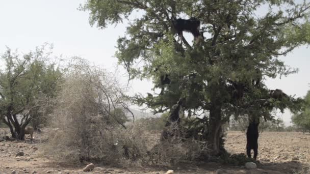Лазающие по деревьям козы Марокко — стоковое видео