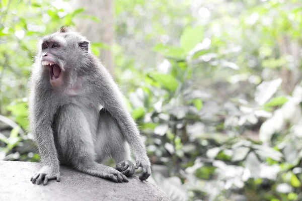 Мавпа портрет дикої природи — стокове фото