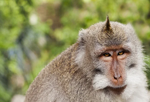 Retrato de macaco da vida selvagem — Fotografia de Stock