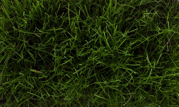Gräset bakgrundsstruktur - Stock bild — Stockfoto