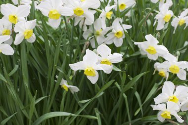 Nergis çiçekleri - stok görüntü