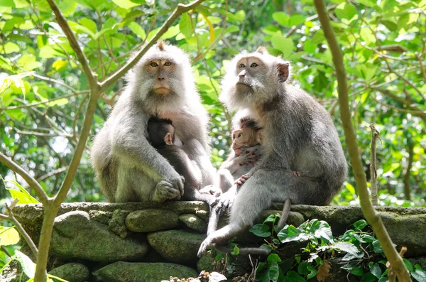 Monkey Family - Immagine d'archivio — Foto Stock