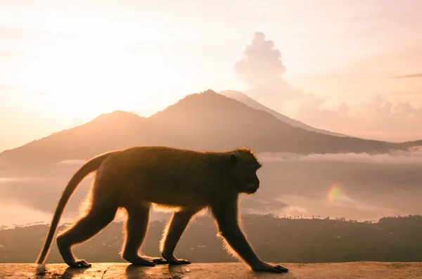 Macaco silhueta nas montanhas - imagem de estoque — Fotografia de Stock