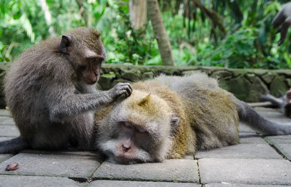 Monkey enjoys a massage - stock image. — Stock Photo, Image