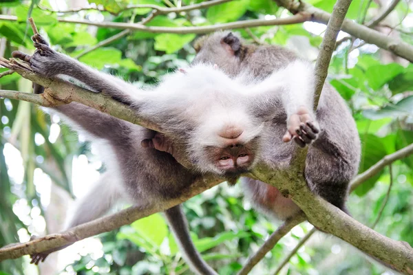 Scimmia gode di un massaggio - immagine stock . — Foto Stock