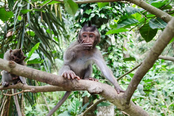 Удивлённая дикая обезьяна - фондовое изображение — стоковое фото