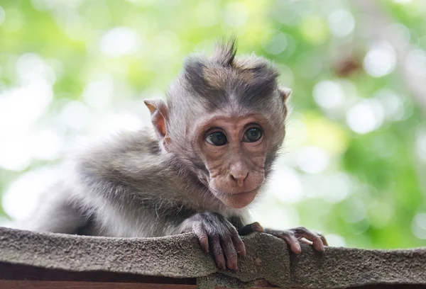 Surprised wild monkey - Stock image — Stock Photo, Image