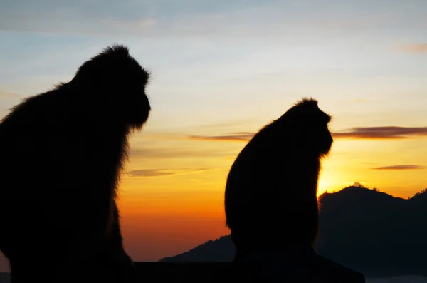Macaco silhueta nas montanhas — Fotografia de Stock