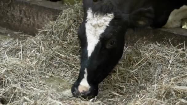소가 건초를 먹고 있다 — 비디오
