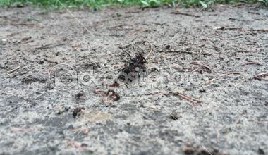 Karıncalar ve böcek 1