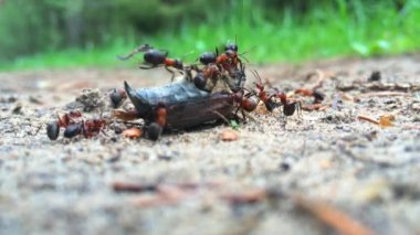 Karıncalar ve böcek 2