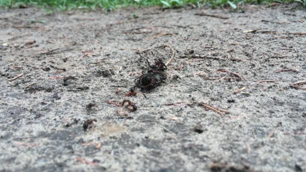 Μυρμήγκια και σκαθάρι 1 — Αρχείο Βίντεο