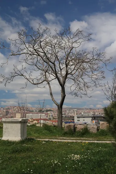 Un árbol ramificado —  Fotos de Stock