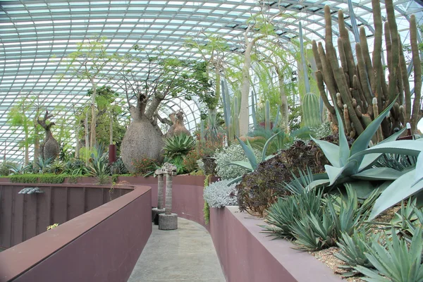 Baobab trees and cactus, Singapur —  Fotos de Stock