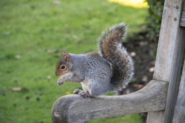 Kensignton park'ın nüfusu