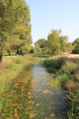Bir sabah yürüyüş
