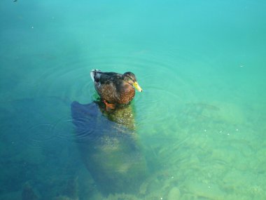 Sıcak bir gün dinlenme