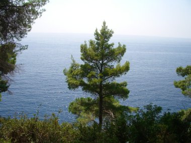 Ormandan gelen bir görünüm