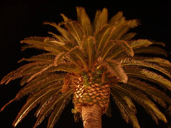 Gece bir palmiye ağacı