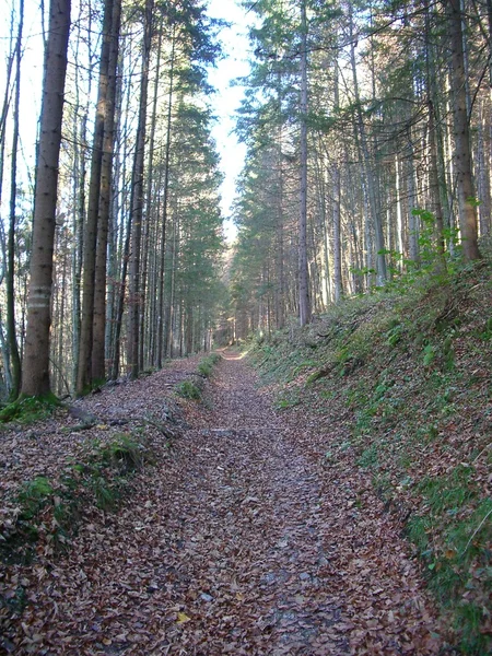 Bland träden — Stockfoto