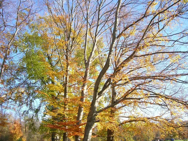 Ein Spaziergang im Park — Stockfoto