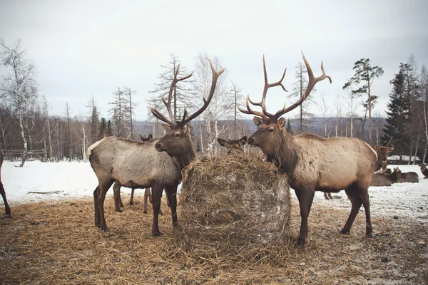 Cerfs rennes en hiver — Photo