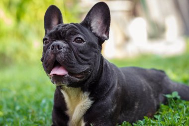 Bir çim Fransız buldozer