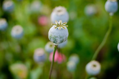 haşhaş başında yeşil çimen