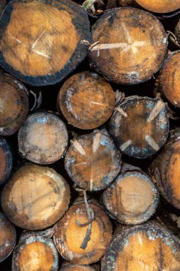 Ormanda işaretli ağaç gövdesi yığını.