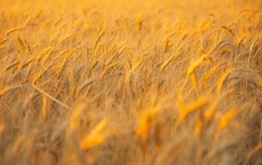 Oyunda satranç alternatifi