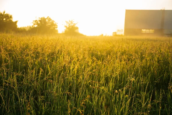 Summer Morning City — Stock Photo, Image