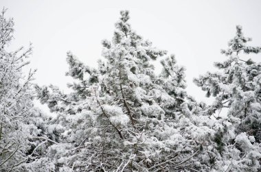 Tüylü beyaz karla kaplı ağaç