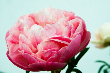 Yaz aylarında Şakayık