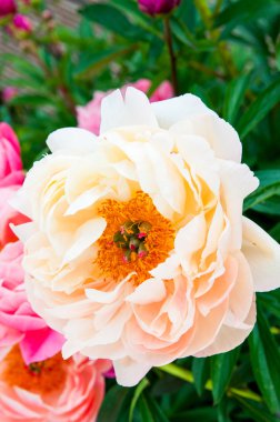 Yaz aylarında Şakayık