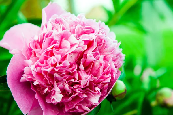 Peonia in estate — Foto Stock