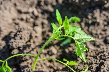 yerdeki küçük domates fide