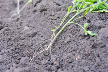 yerdeki küçük domates fide