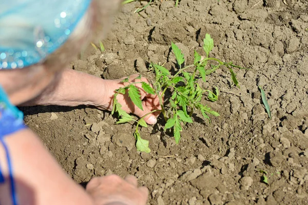 少女は地面にトマトの苗を植えました — ストック写真