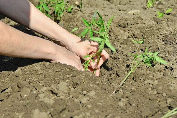 少女はトマトの苗を手で地面に植えます — ストック写真