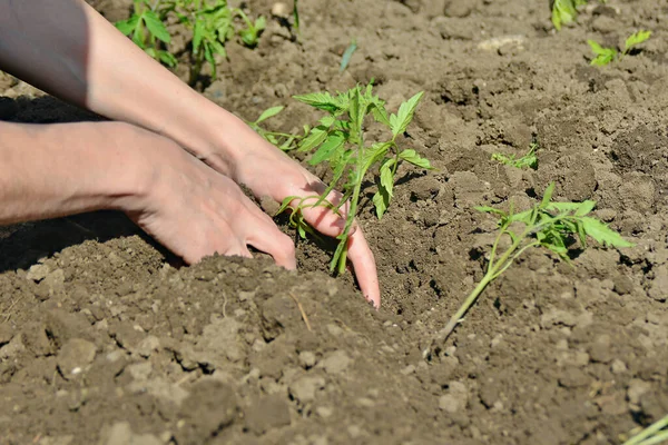 少女は地面に手でトマトの苗を埋めます — ストック写真
