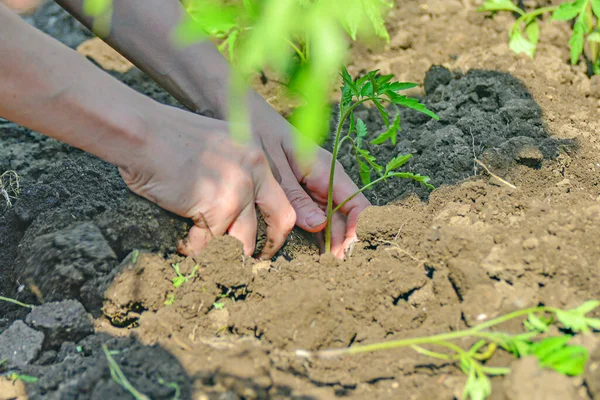 Girl Plants Tomato Seedling Her Hands Ground — Stock Photo, Image