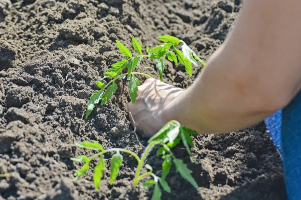 少女は地面に手でトマトの苗を植えます — ストック写真