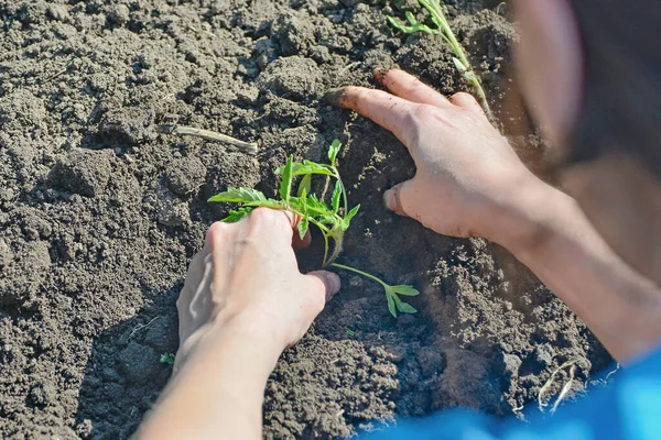 少女は地面に手でトマトの苗を植えます — ストック写真