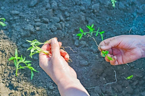 少女は地面に植えるためのトマトの苗を準備します — ストック写真