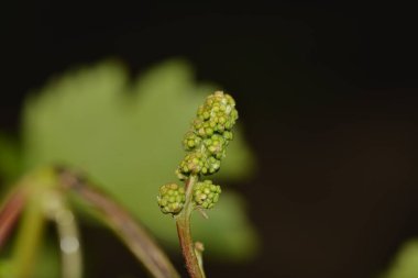 Küçük örümcek ağlı üzümler, yakın plan..