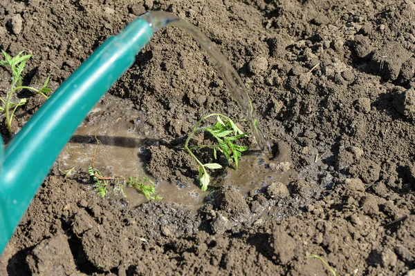 少女は植えられたトマトの苗に散水缶から水を注ぐ — ストック写真