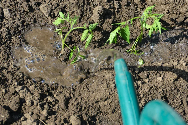 Jeune Fille Verse Eau Propre Sur Semis Tomate Planté Dans — Photo