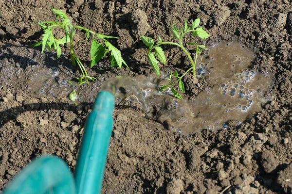 女孩把干净的水倒在地上种植的西红柿苗上 — 图库照片
