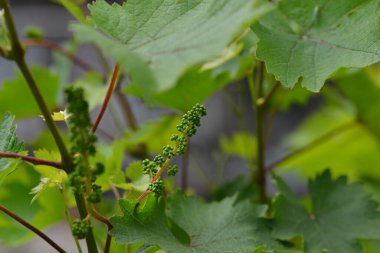 Genç üzümler yaprakların arka planında büyümeye başlar..